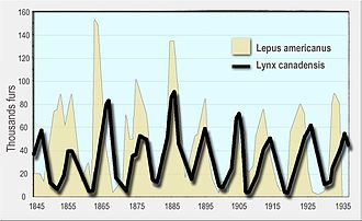 Milliers_fourrures_vendues_en_environ_90_ans_odum_1953_en.jpg
