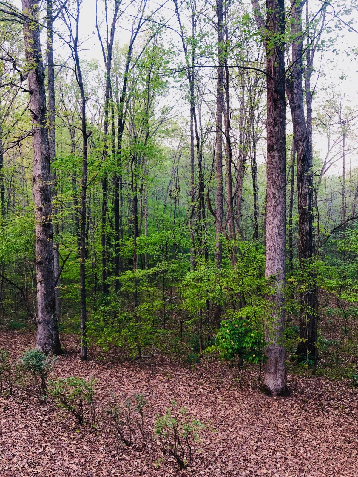 The back woods FullSizeR (016).jpg