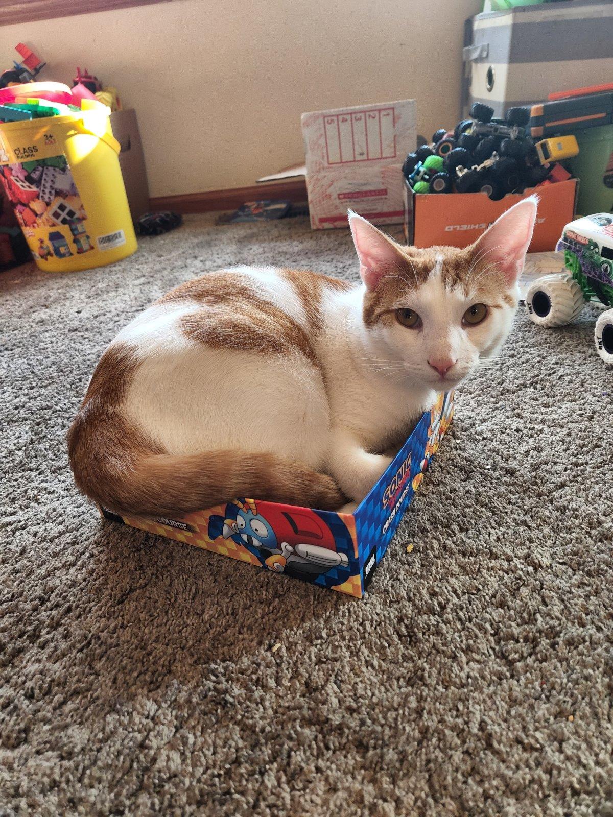 Biscuit in a Box 2.jpg