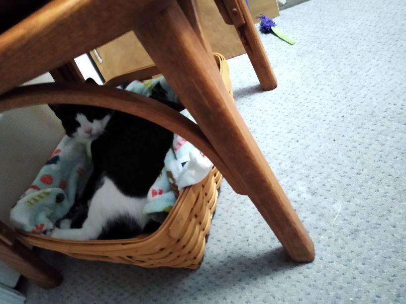 BeanBasket1.jpg