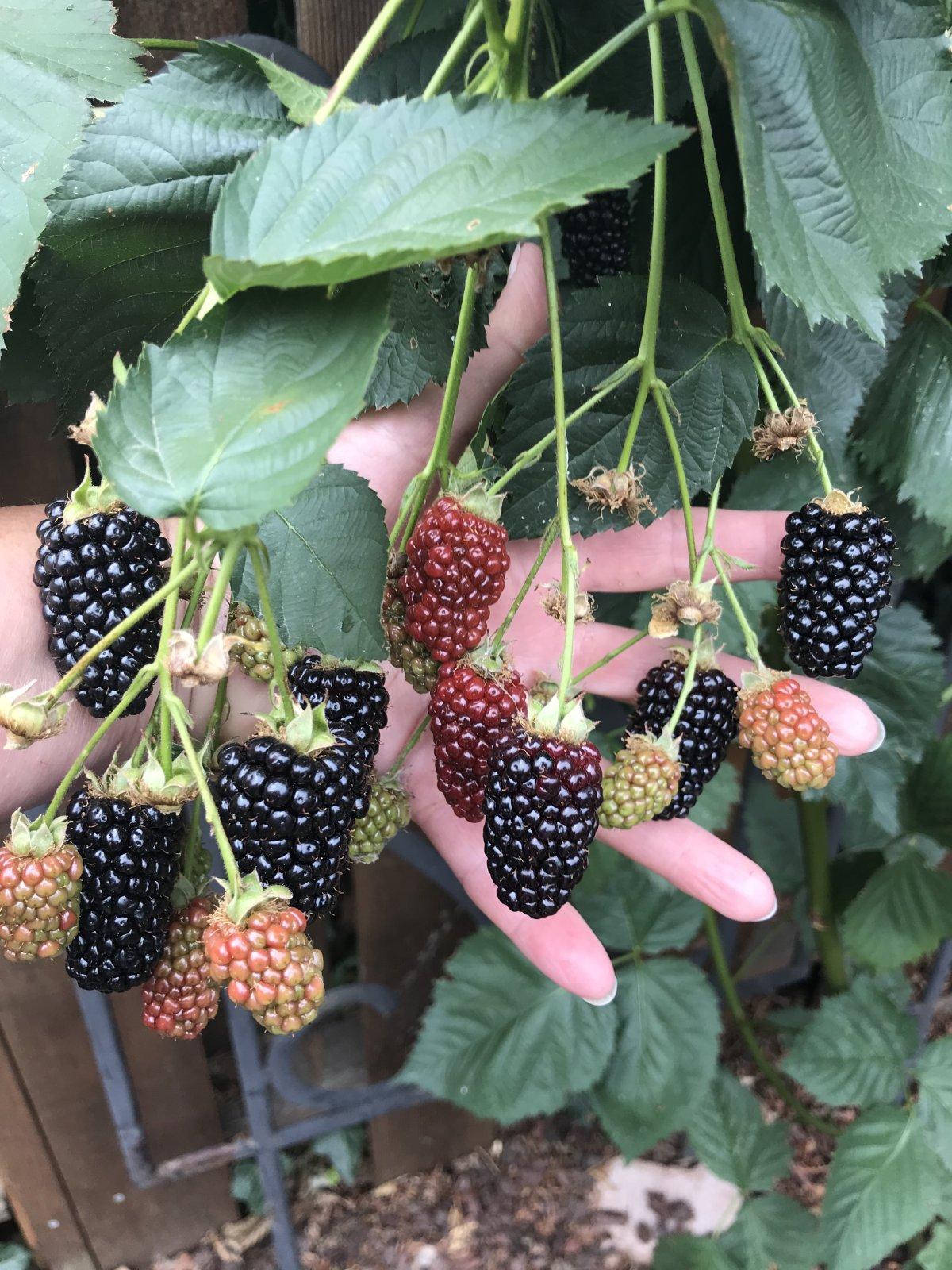 Blackberries.jpg