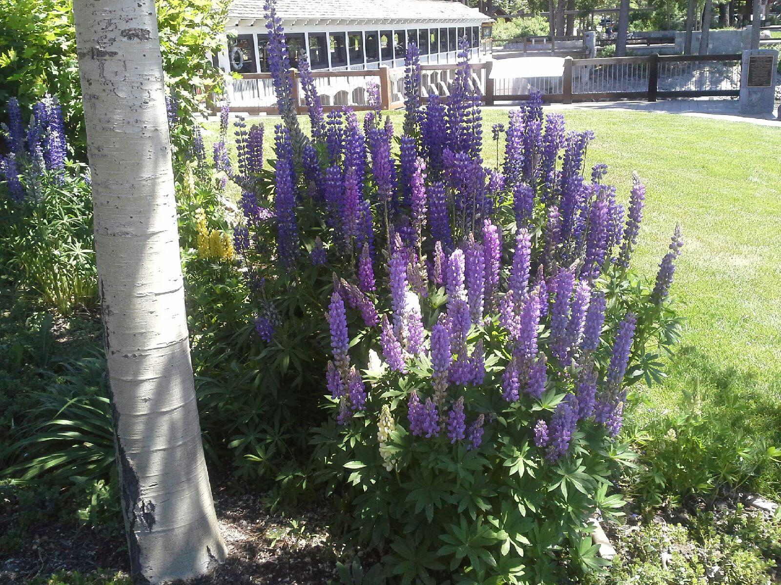 Lavender 001.jpeg