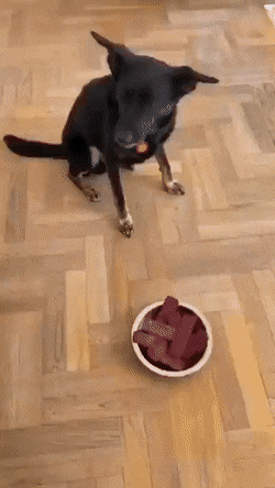 dg.gif