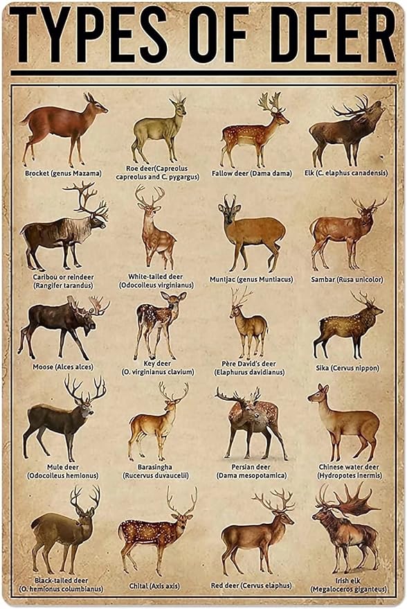 Deer.jpg