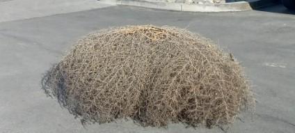 Tumbleweed.jpeg