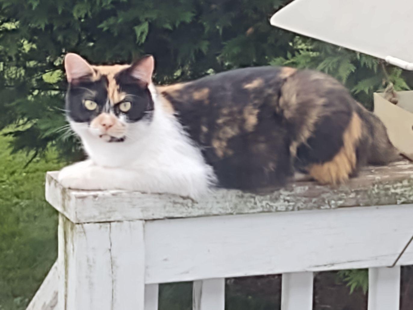 Callie cat.jpg