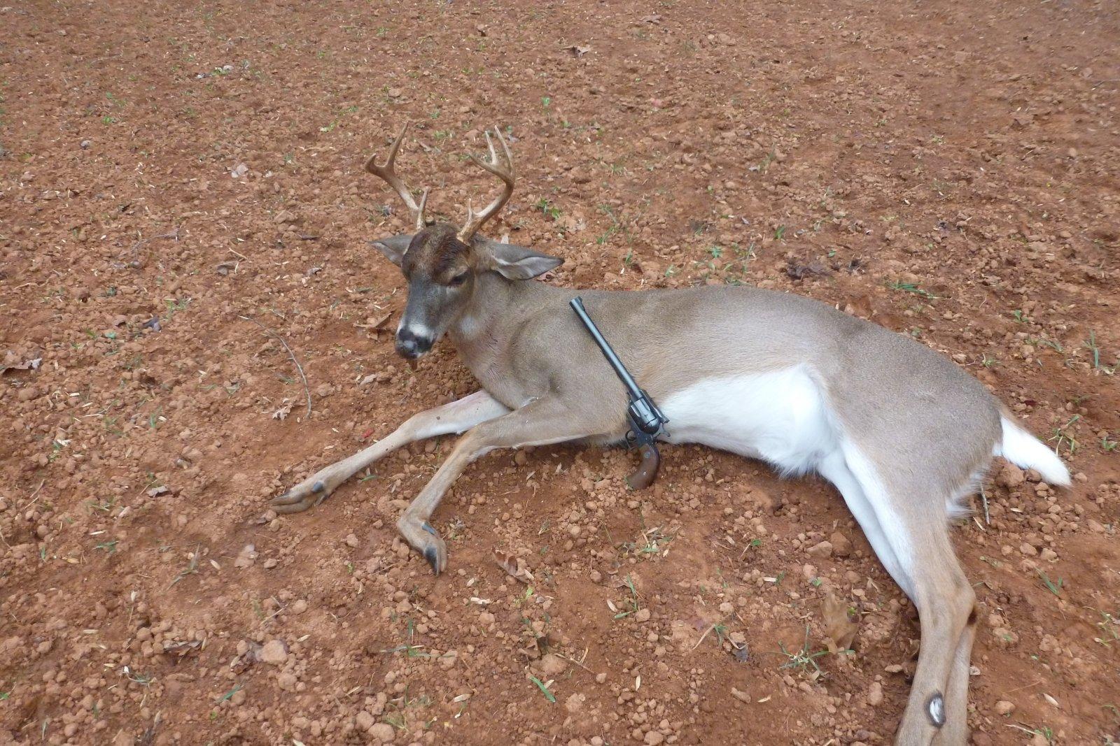 Maxi buck -1.JPG