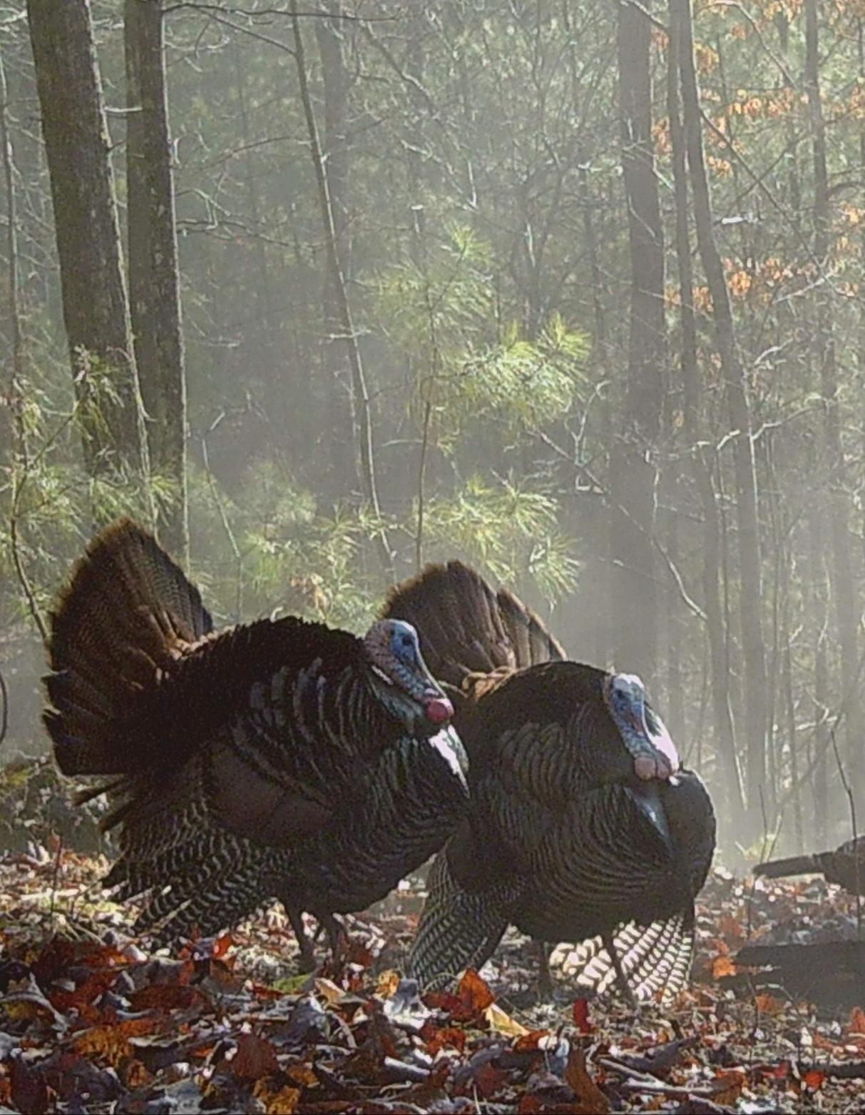 Gobblers.jpg