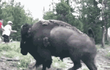 buff attack.gif