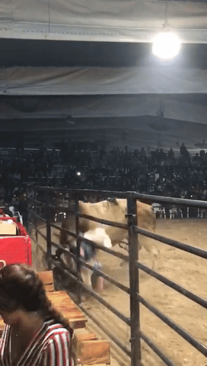 RedBull gives you wings.gif