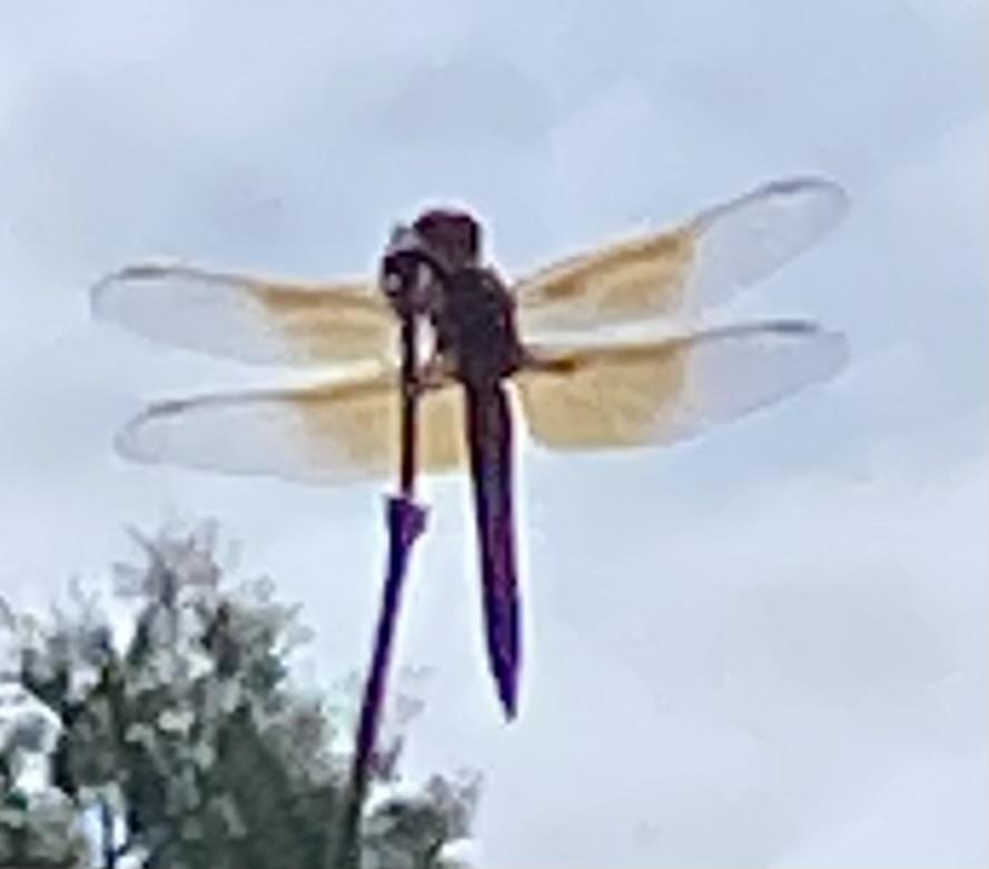 IMG_1071.jpeg