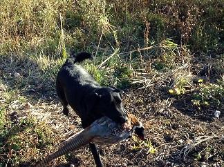 Storm w. Pheasant.JPG