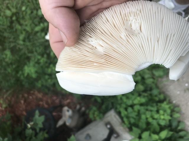E86D767D-62DF-4F73-B6C0-2F05CEDA0317.jpeg