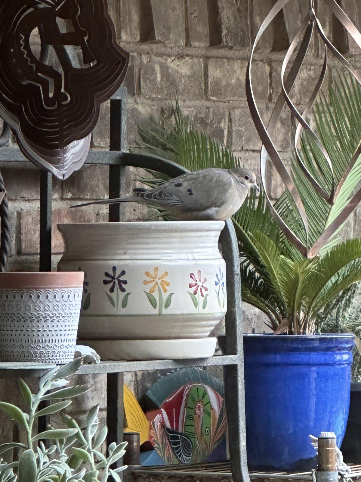 IMG_3930.jpeg