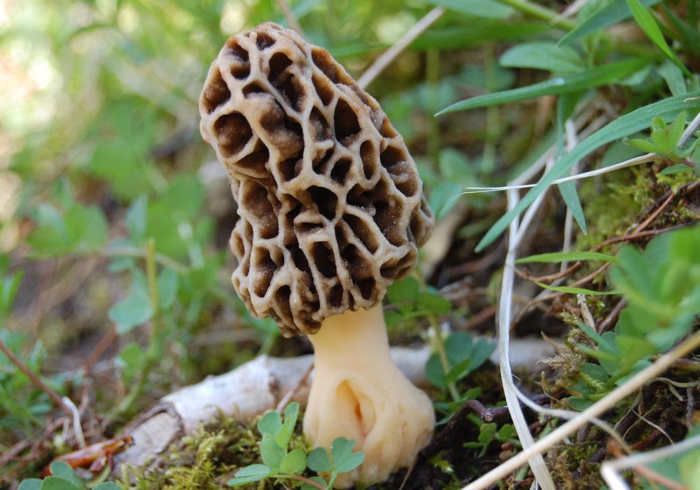 symbols-mushroom.jpg