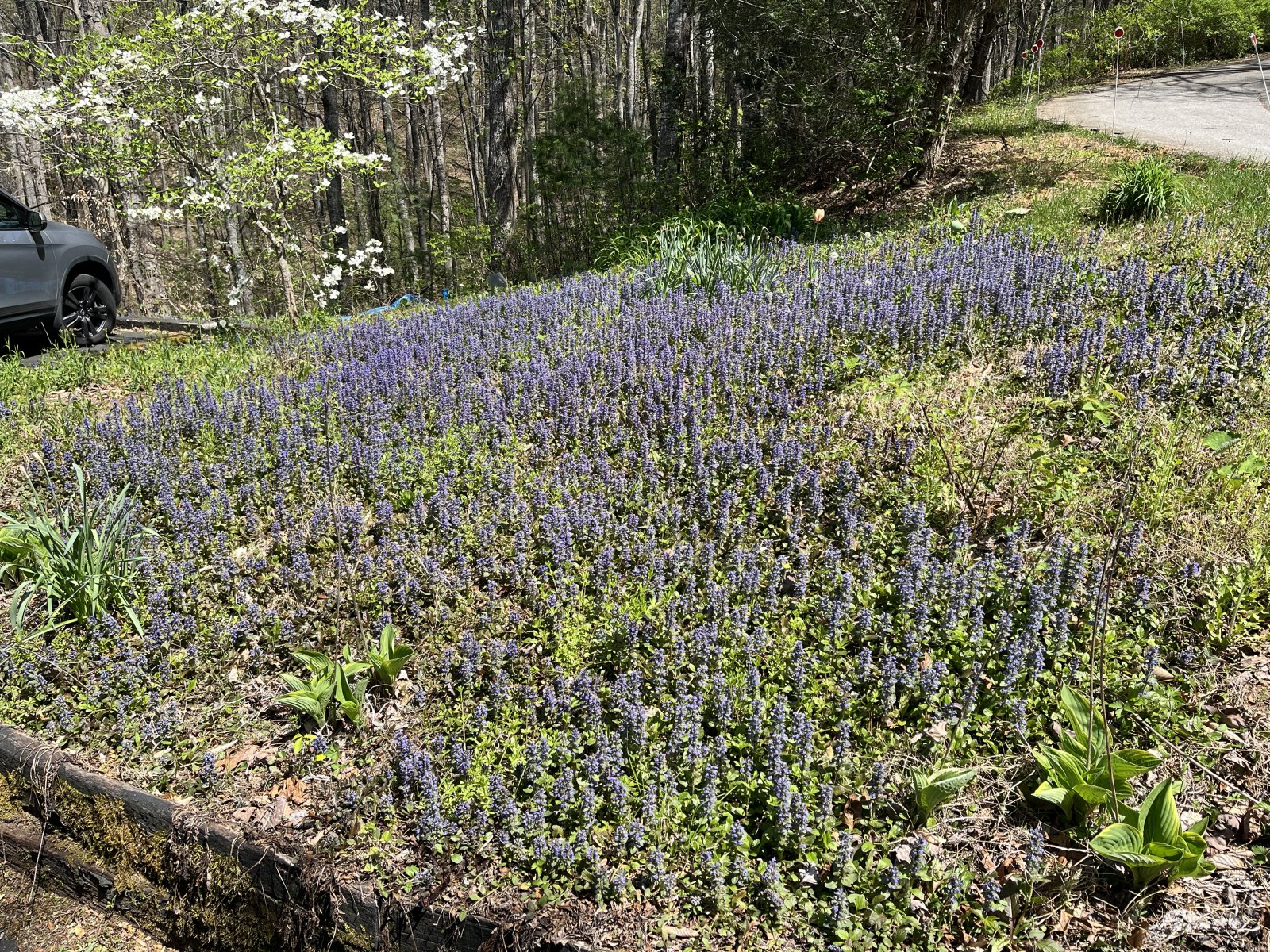 IMG_3040.jpeg