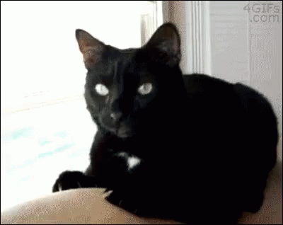 tenor-2430559950.gif