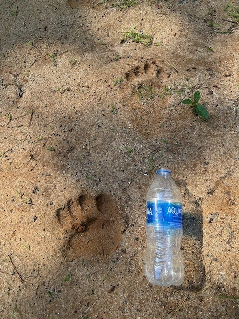 Bear footprint.jpg