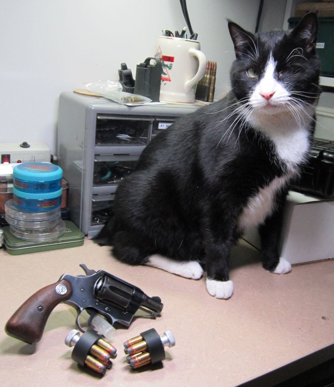 Bandit&Cobra1a.JPG