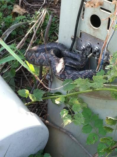 ped snake.jpg