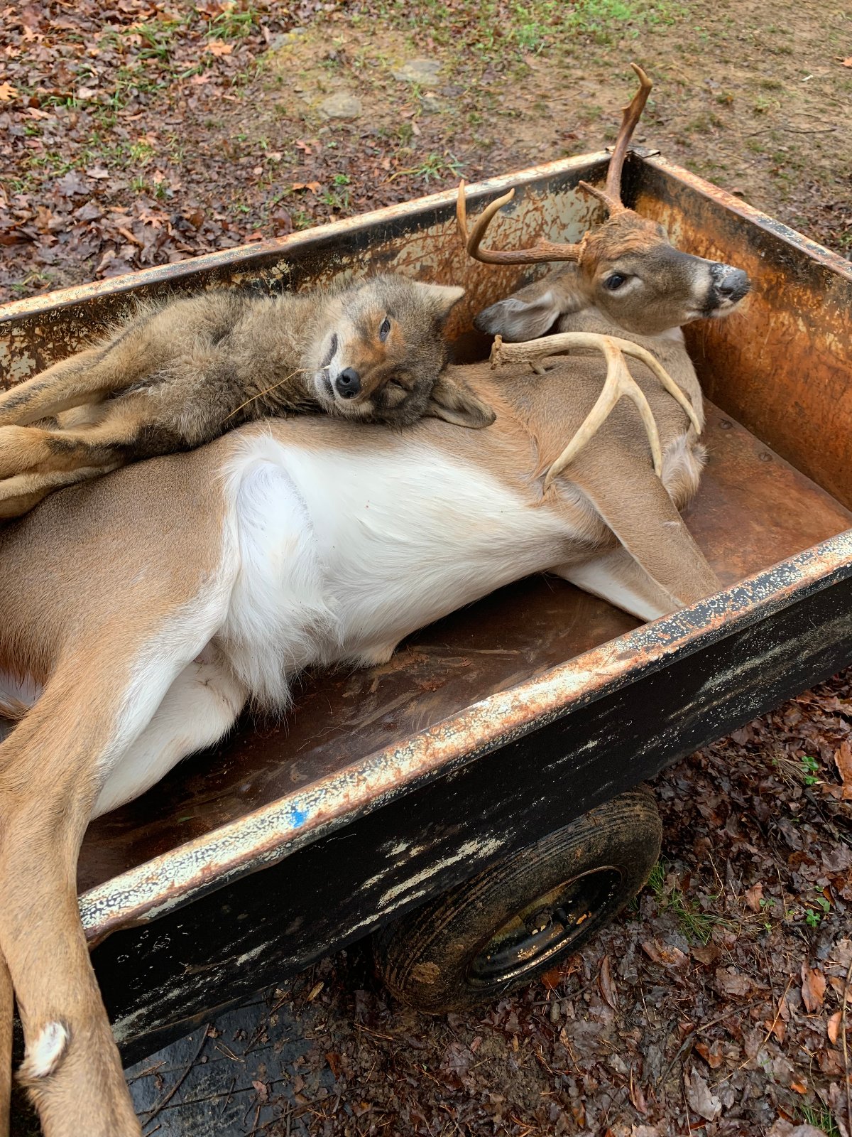 Deer season 2021.JPG