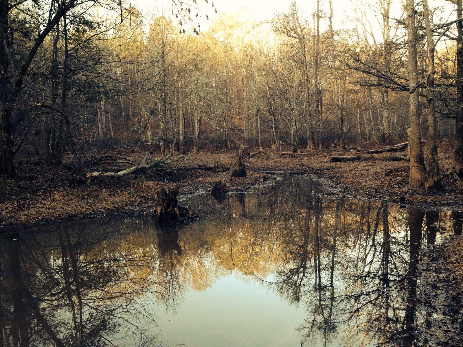 Monster at the pond FullSizeR.jpg