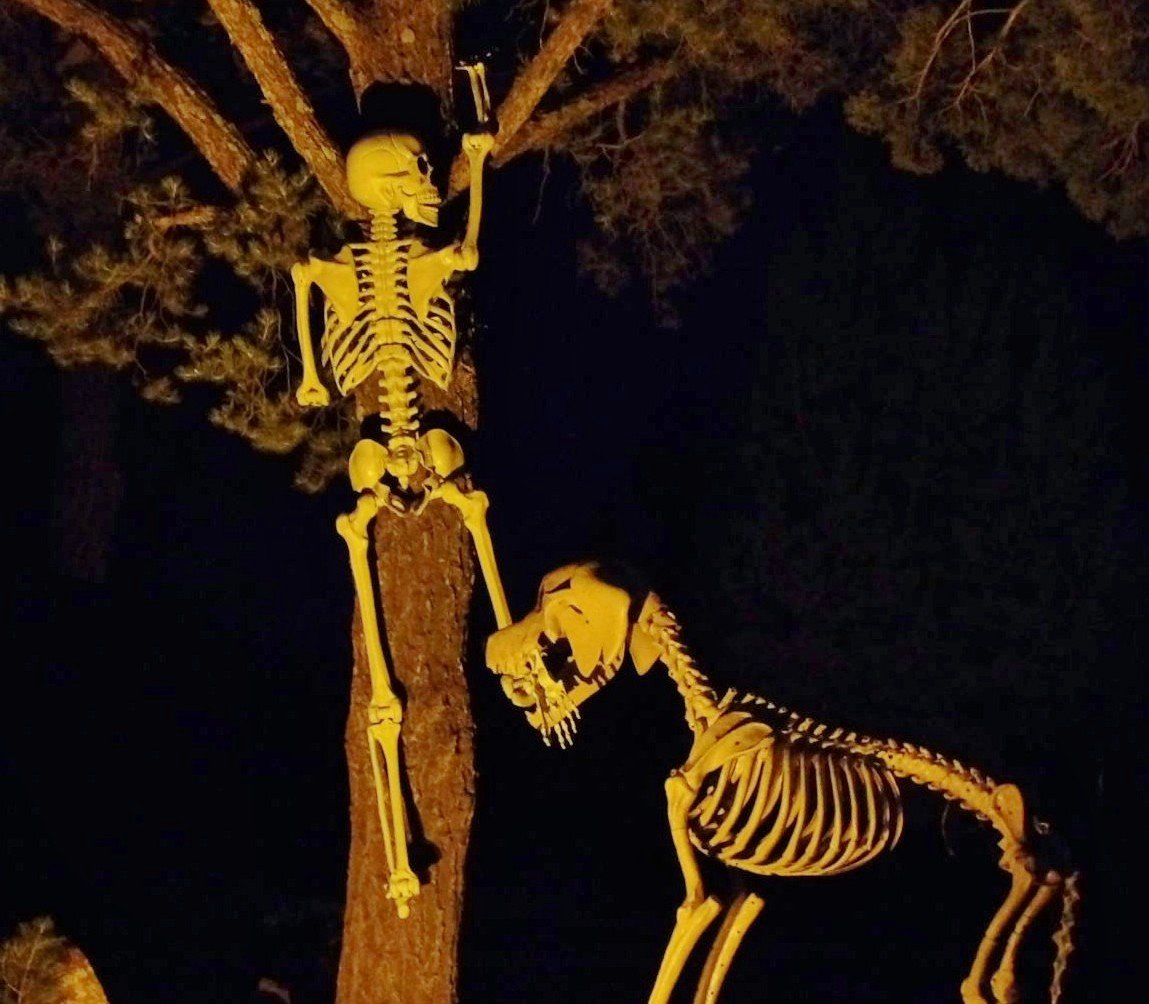 Halloween skeletons, 2025 (10) (5).JPG