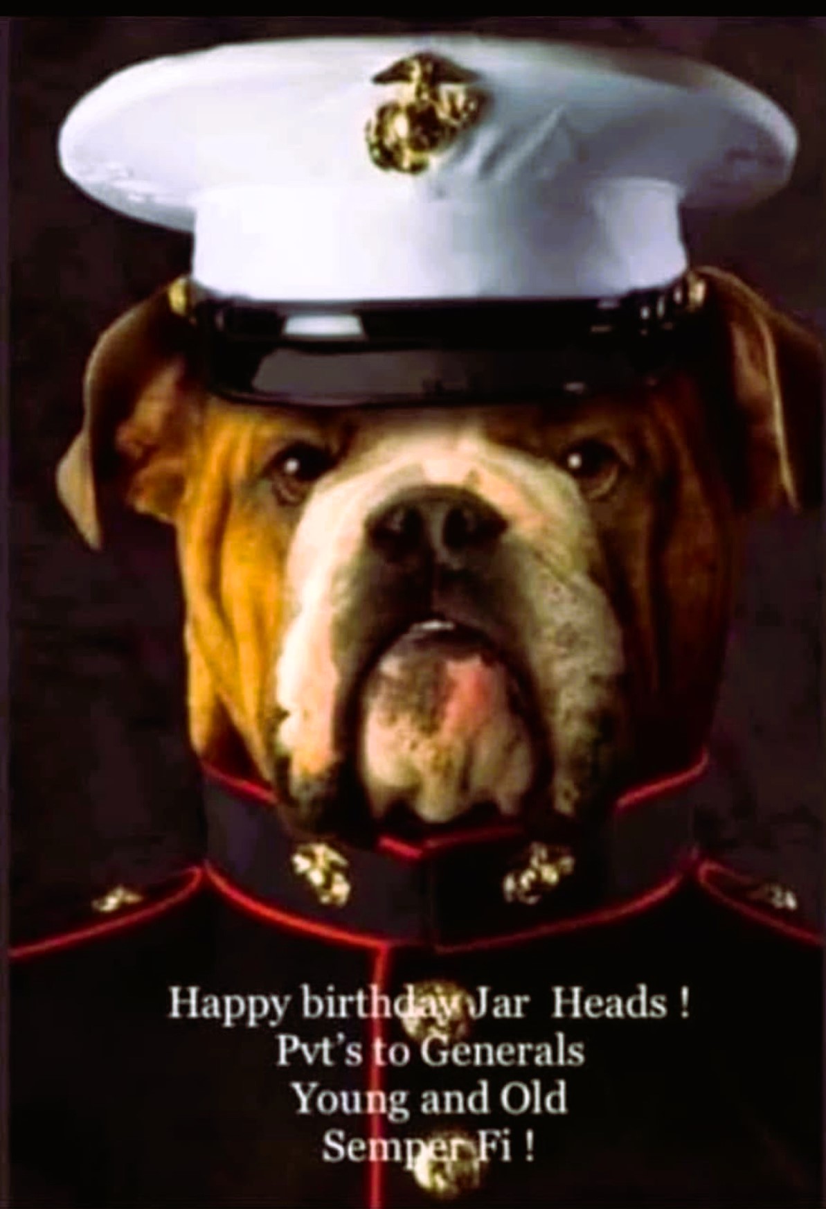 USMC Bulldog  Birthday.jpeg