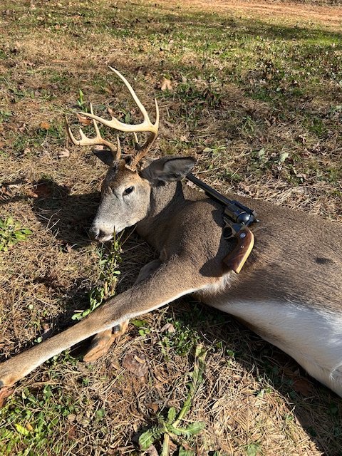 Deer Nov 29 2025.jpg