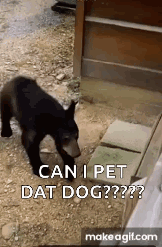 can-i-pet-that-dog.gif
