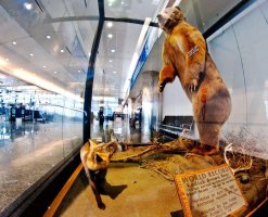 kodiak-grizzly-bear-anchorage-alaska-airport.jpg