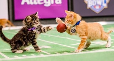 Kitten Bowl Battle.jpg