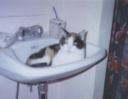 Spice in Sink.jpg