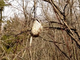dillo tree.jpg