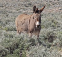 Taxi in Nevada 002.JPG