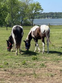 IMG_1244.jpeg