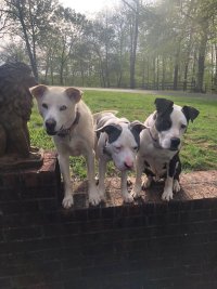 Jade, Grayson & Jesse.jpg