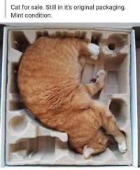 cat-for-sale-sh.jpg
