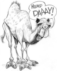 Hump Day.jpg