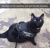 Cats are Smarter.jpg