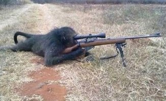Sniper.jpg
