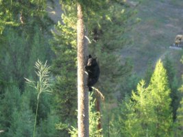 Black Bear Cub 001.JPG