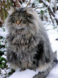 Norwegian Forest Cat.jpg