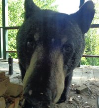 bear1.JPG