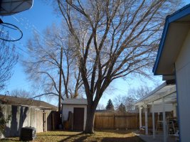 Tree 001.jpg