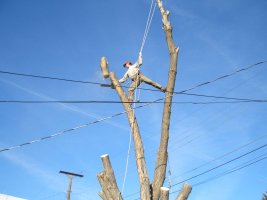 Tree 020.jpg
