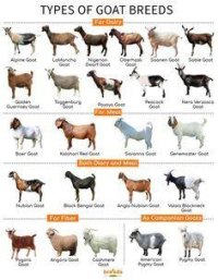 Goats.jpg