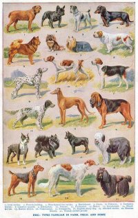 Woofers.jpg