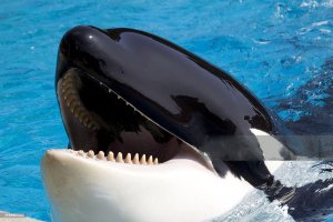 Whale .jpg