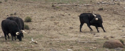 Longhorns 001.JPG